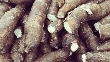 Kamoteng Kahoy (Cassava)