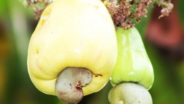 Kasuy (Cashew)