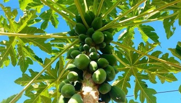 Philippine Papaya Tree with Green Fruits