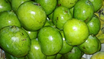 Green Indian Mangoes in the Philippines