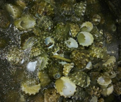 Aripuros: Edible shells from Palawan