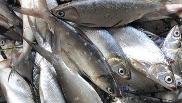 Bangus (Milkfish)