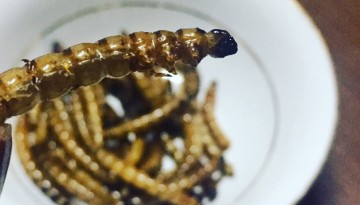 Philippine insects for food