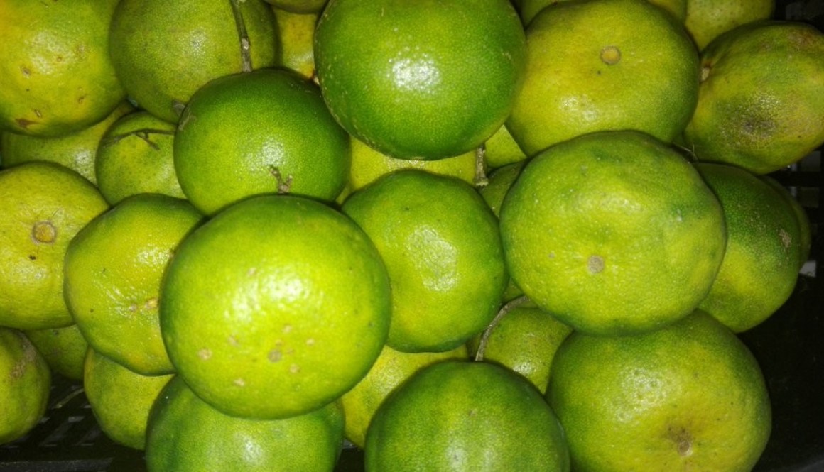 Citrus Fruits in the Philippines