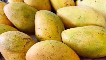 Filipino Mangoes