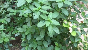 Jute Leaves