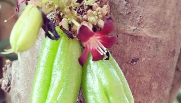 Kamias Fruit Cluster on Tree