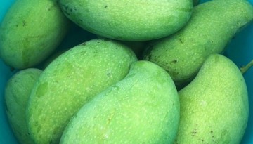 Pico Mangoes