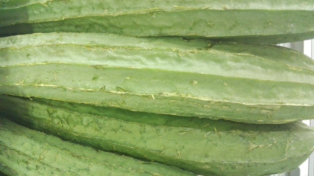 patola-luffa-vegetable-of-the-philippines