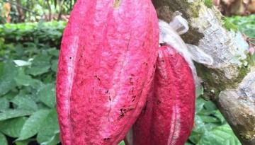 Philippine Cacao Fruits on Tree