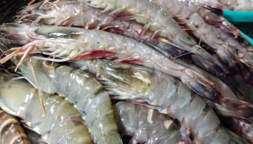 Philippine Tiger Prawns