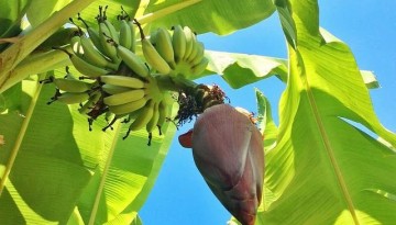 Puso ng Saging sa Puno