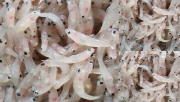 Sinarapan fish from Lake Buhi