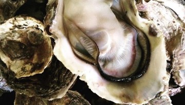 Oyster in Shell