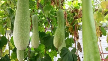 Upo (Bottle Gourd)